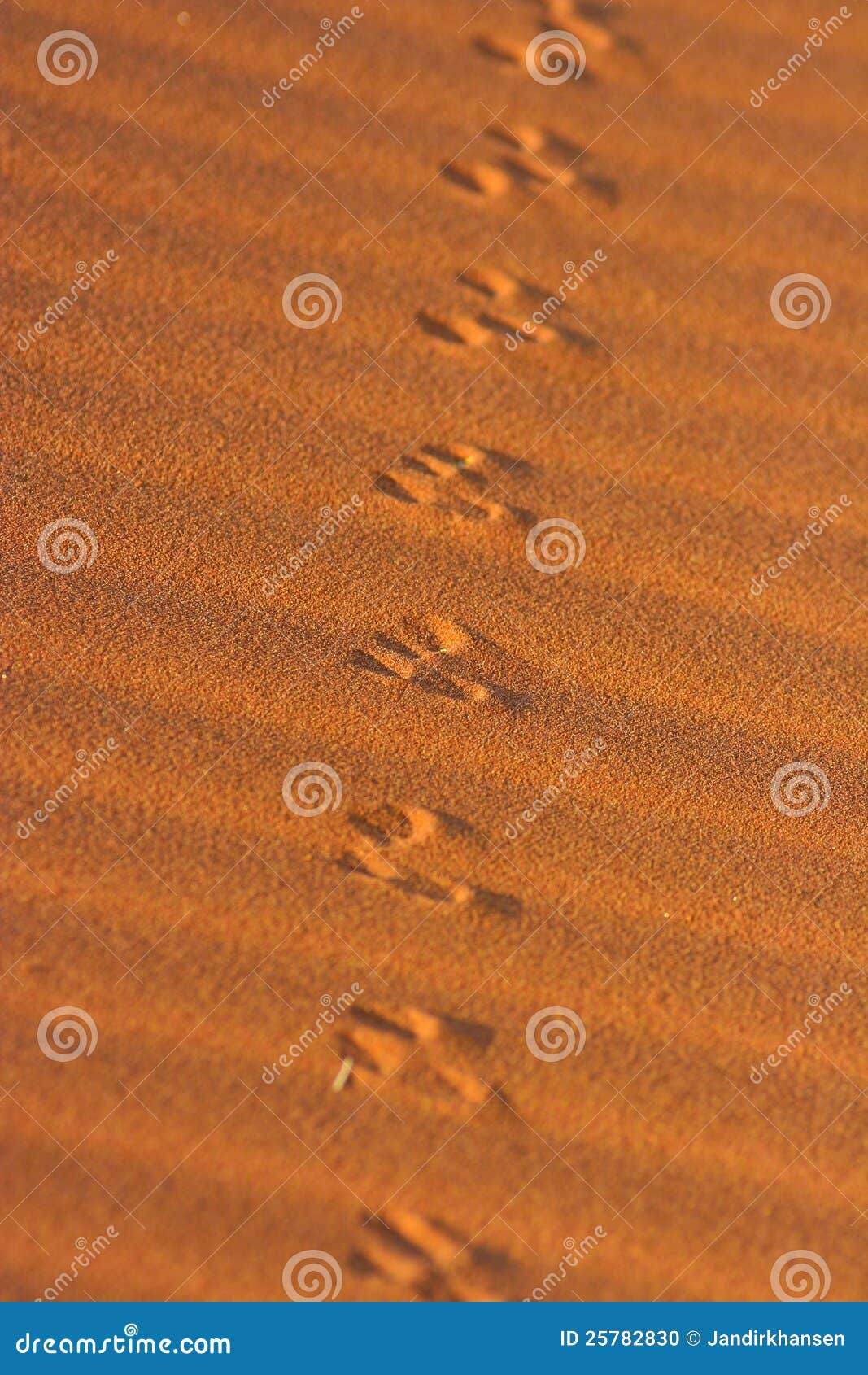 Animal Tracks in the Sand in the Namib Desert Stock Photo - Image of