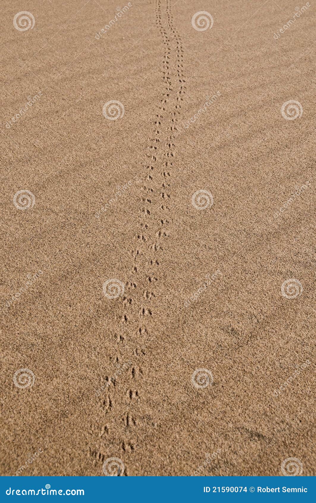 Animal Tracks In Sand Pattern Stock Photo - Image of national, desert