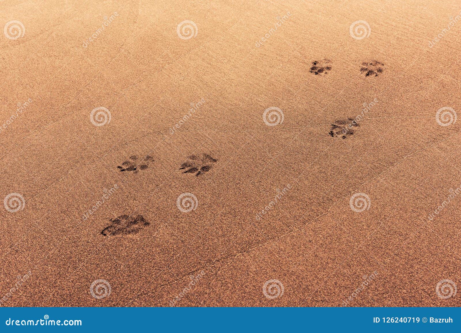 Animal Tracks Sand Stock Photos - Download 864 Royalty Free Photos