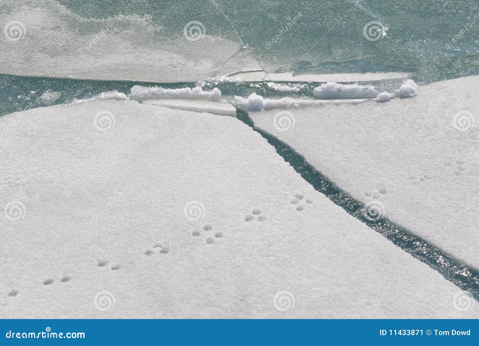 Animal tracks on snow stock image. Image of outdoors 11433871