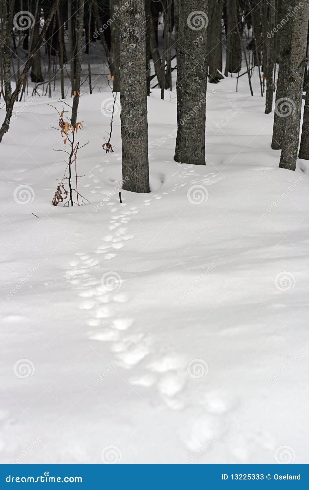 Animal Tracks in Snow stock image. Image of tracks, north 13225333