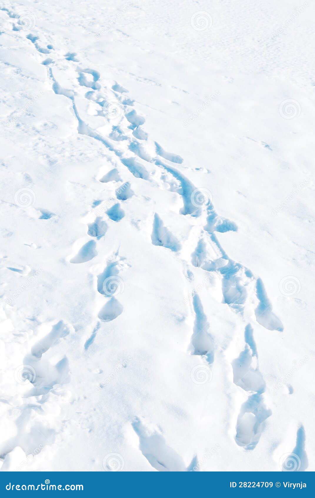 Animal Tracks in Snow stock image. Image of canada, frost 28224709