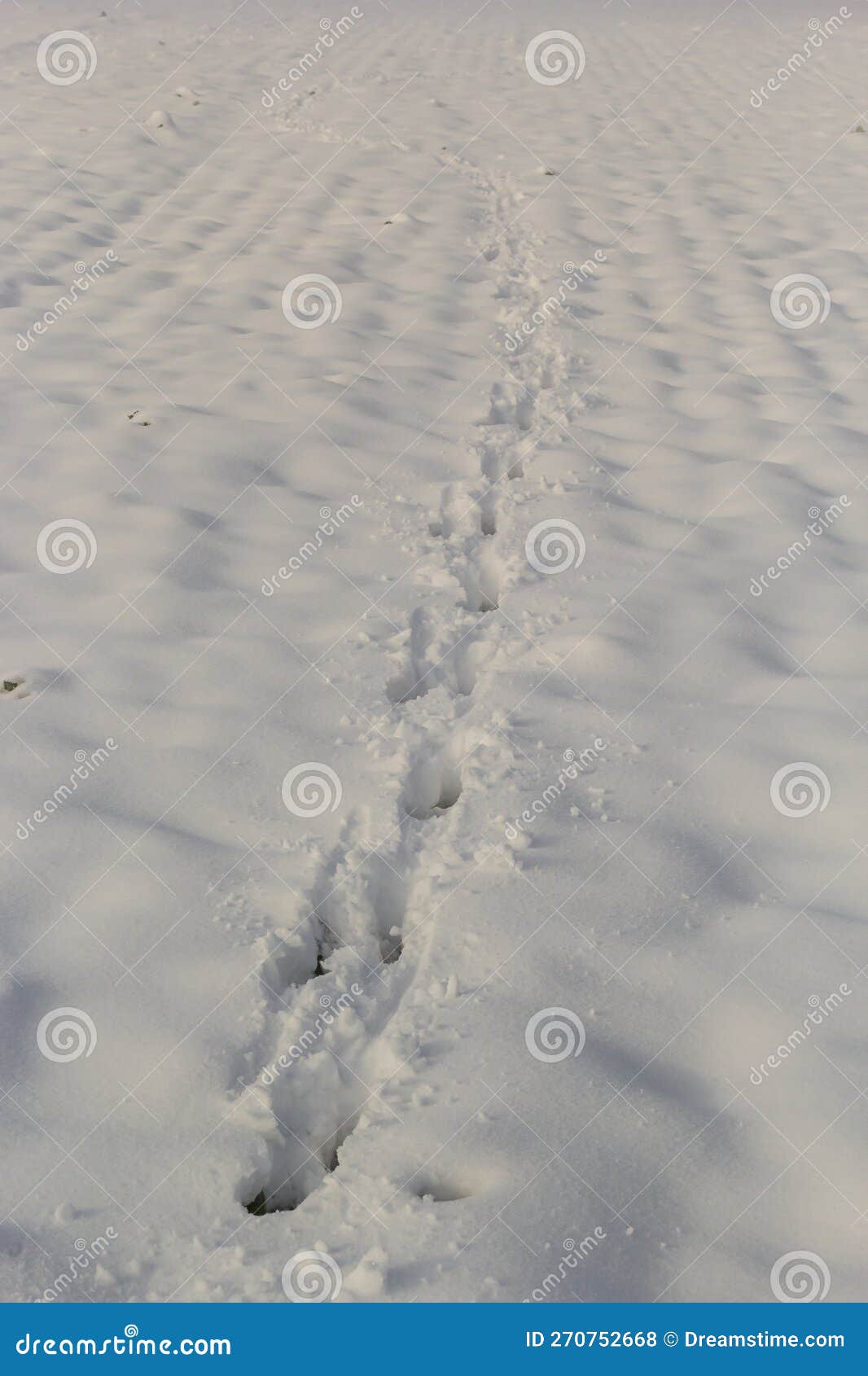 Animal Tracks in the Snow,hare Tracks in Winter in the Snow Stock Photo