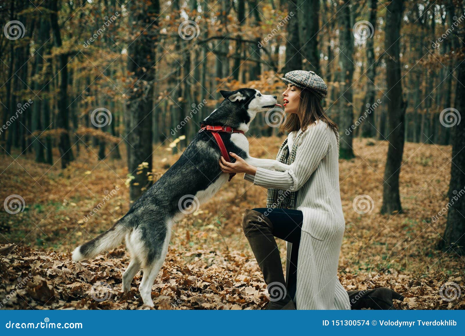 Animal Training. Girl Pretty Stylish Woman Walking with Husky Dog Autumn Forest. Pedigree Dog Concept Stock Photo - Image of relations, stylish: 151300574 Animal Training. Girl Pretty Stylish Woman Walking with Husky Dog Autumn Forest. Pedigree Dog Concept Stock Photo - Image of relations, stylish: 151300574