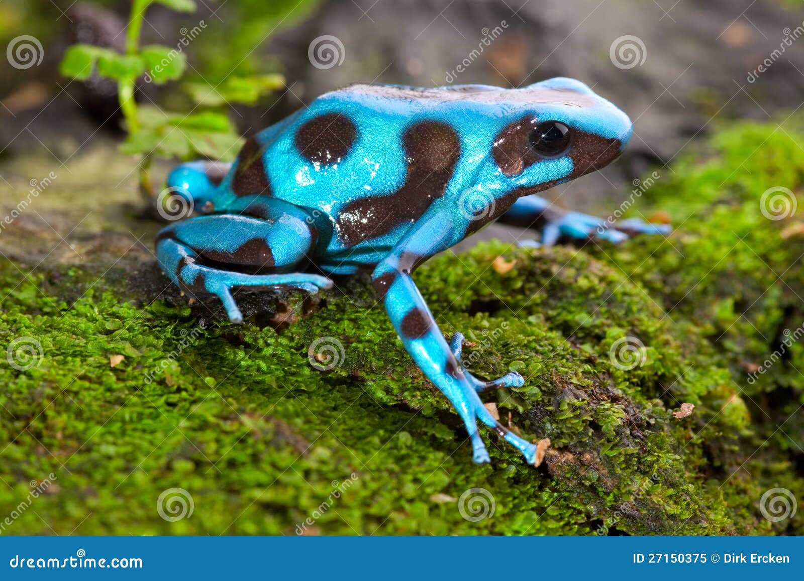 Animal Venenoso Del Veneno De La Rana Azul Del Dardo Imagen de archivo - Imagen de selva, azul: 27150375 Animal Venenoso Del Veneno De La Rana Azul Del Dardo Imagen de archivo - Imagen de selva, azul: 27150375
