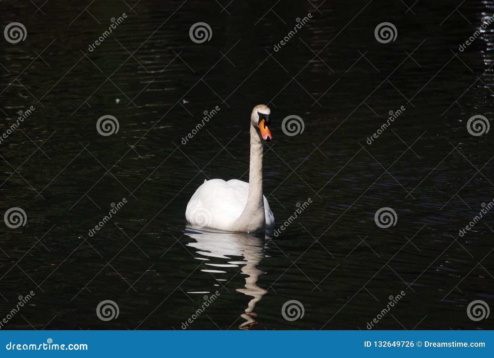 An animal in the water. stock photo. Image of girl, floor - 132649726