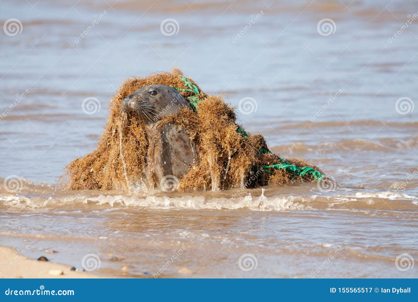 Seal Plastic Pollution