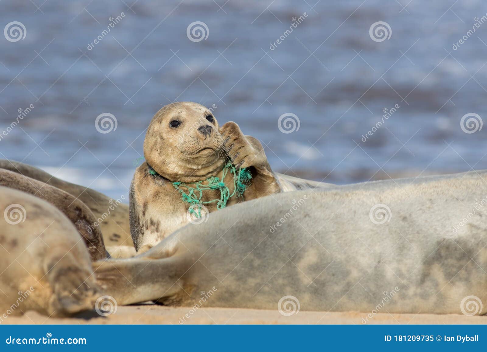 Seal Plastic Pollution