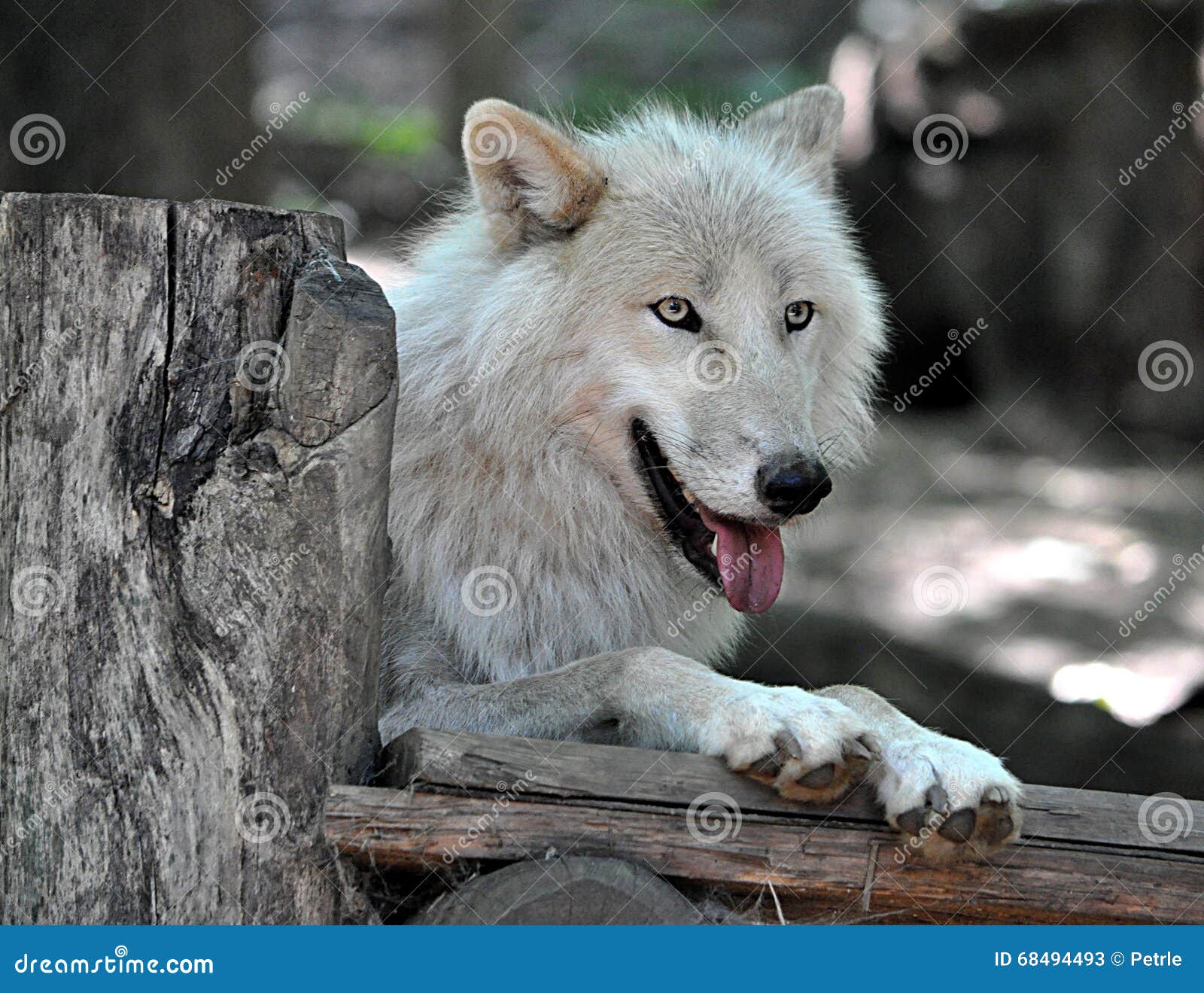 Animal - White Wolf stock image. Image of macro, flora - 68494493