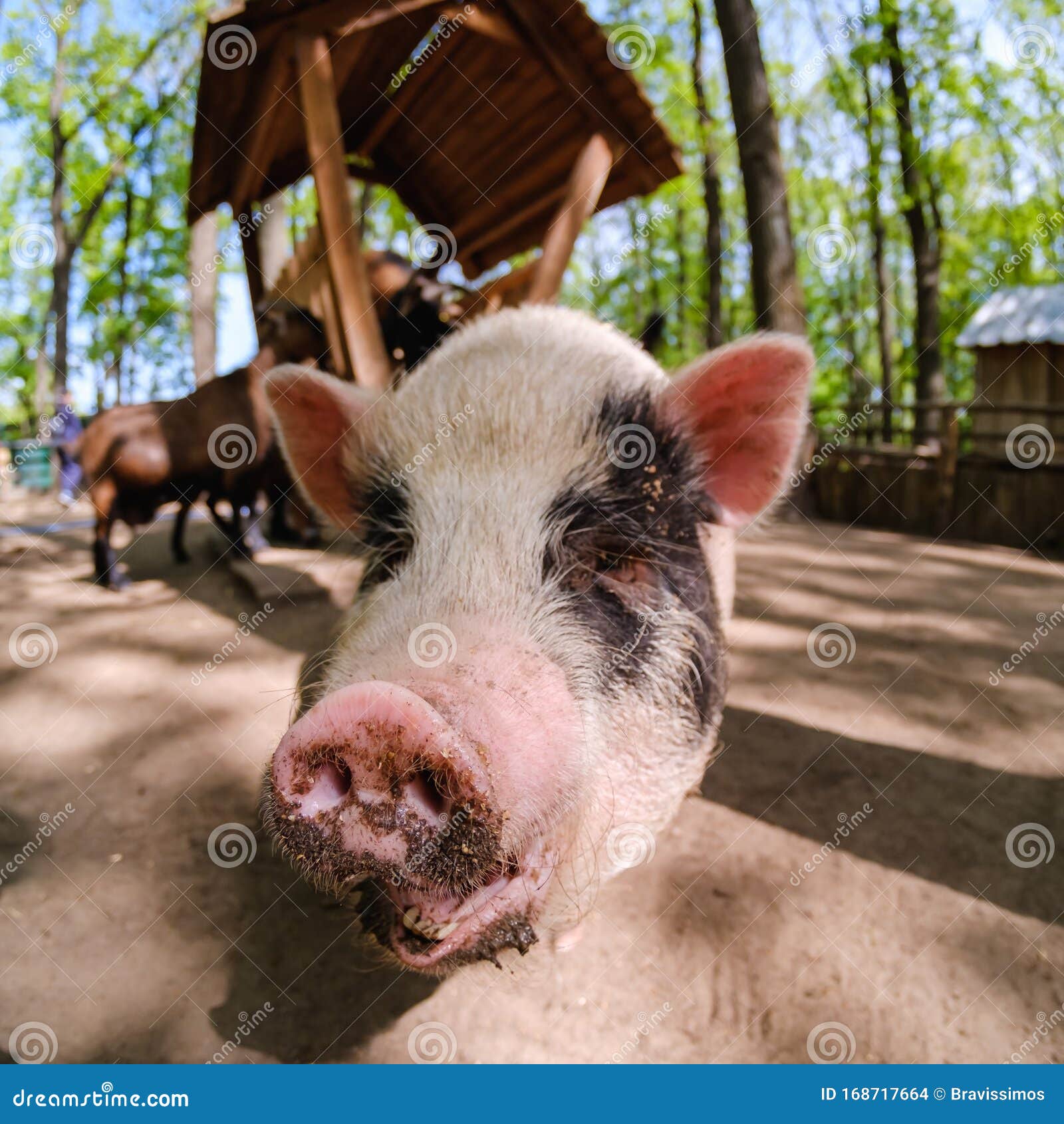 Animales de cerdo en la granja, nariz doméstica de mamífero, cerdo. Ganado porcino en la granja, cerdo doméstico mamífero, cerdo