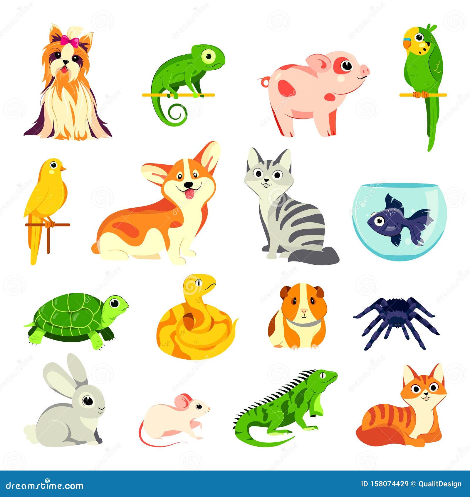 Animales Animales. Ilustraciones De Dibujos Animados Planos Vectoriales.  Animales DomÃ©sticos, Aves Y Reptiles ExÃ³ticos Ilustración del Vector -  Ilustración de corgi, arte: 158074429