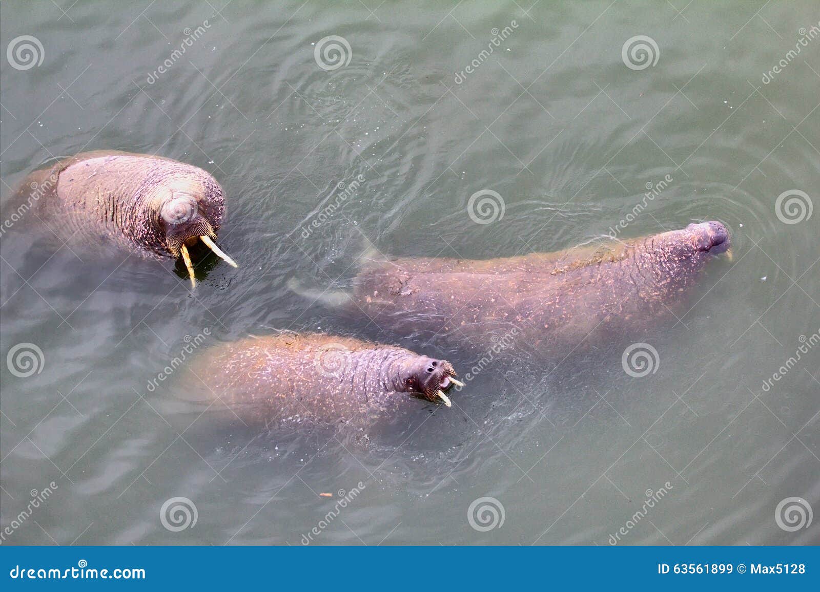 Morsa, Animales del Mar