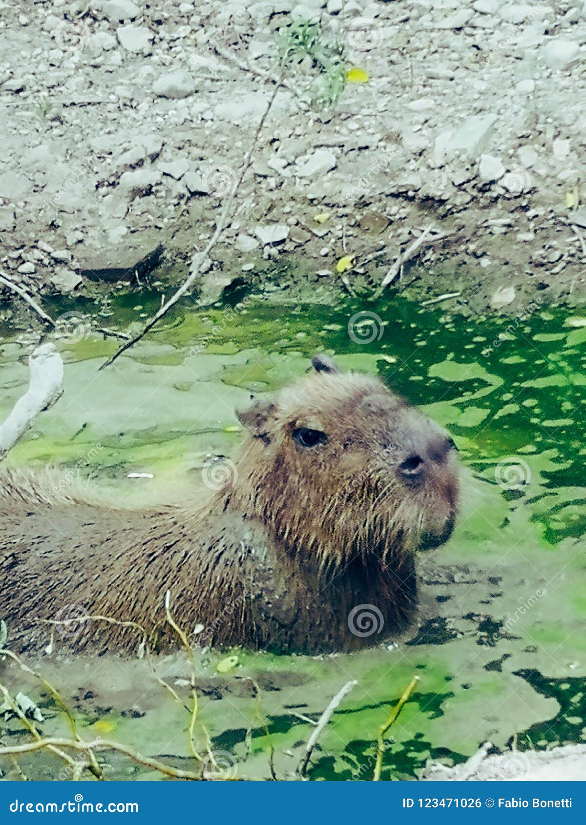 capibara