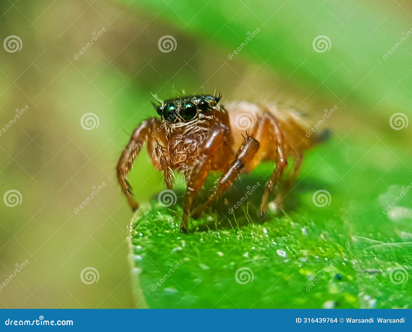 close-up photo of spider. animalia