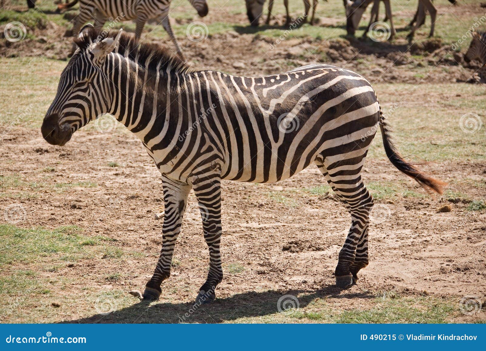 Animals 007 zebra stock image. Image of trip, animal, africa - 490215