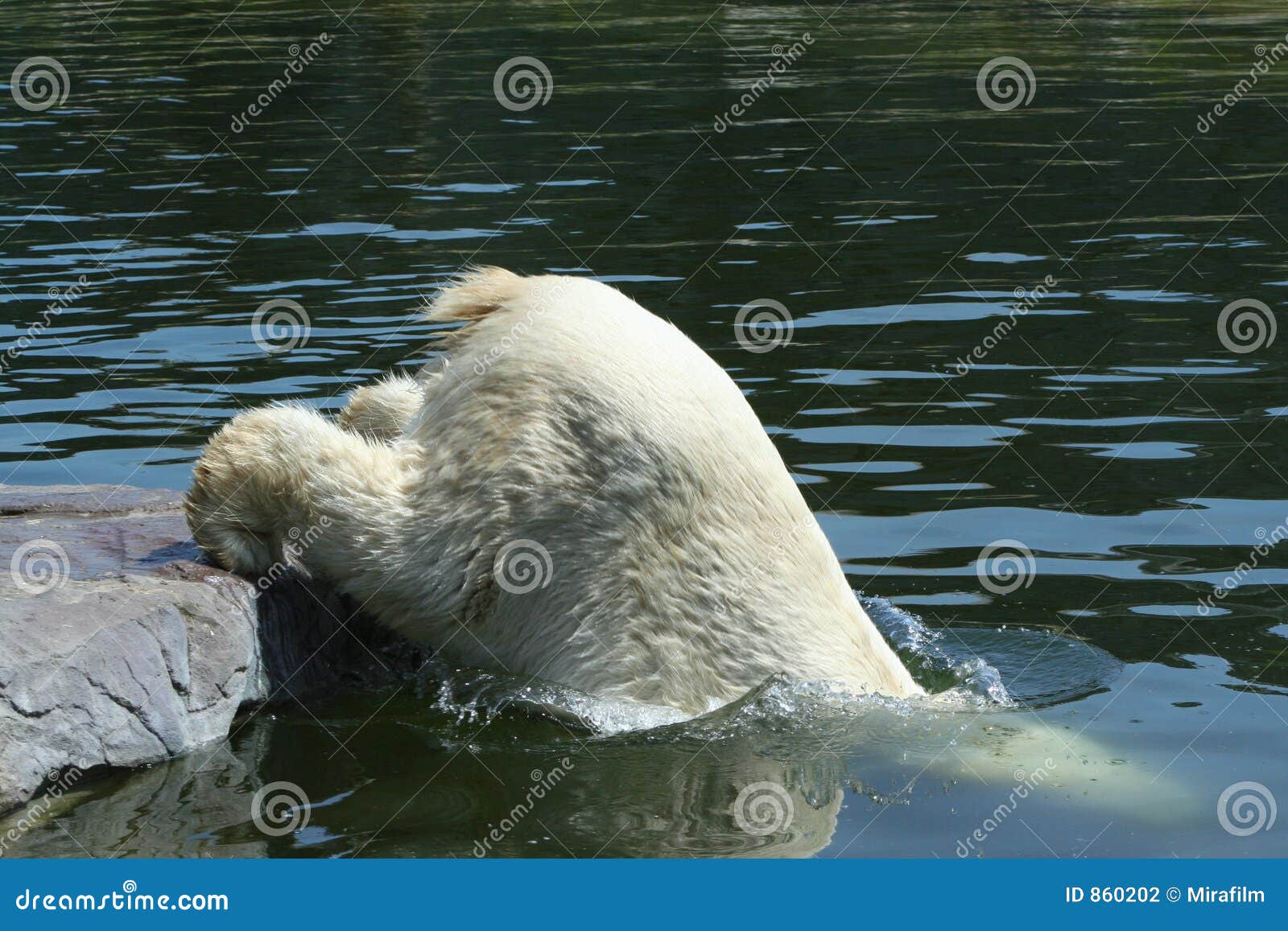 Animals. Polar Bear