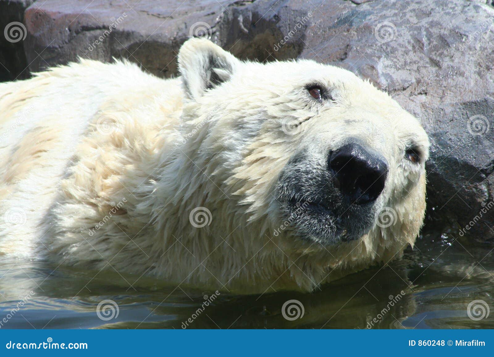 1,523 Greenland Animals Stock Photos - Free & Royalty-Free Stock Photos  from Dreamstime