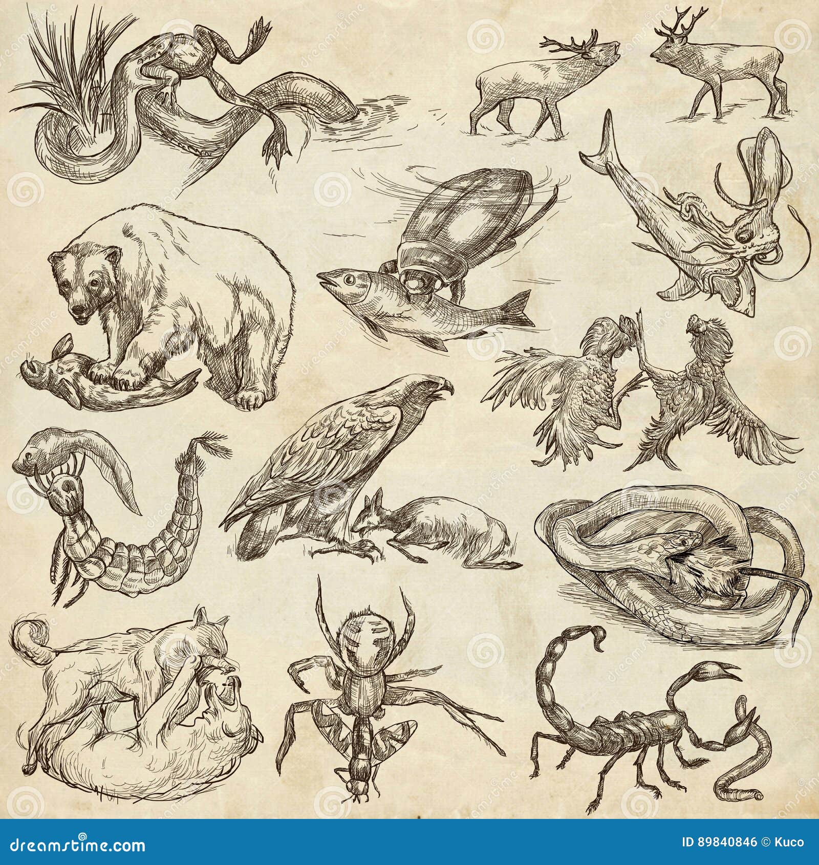 Animals in Action, Predators - an Hand Drawn Full Sized Illustrations.  Collection on White. Stock Illustration - Illustration of insect, diving:  89840846