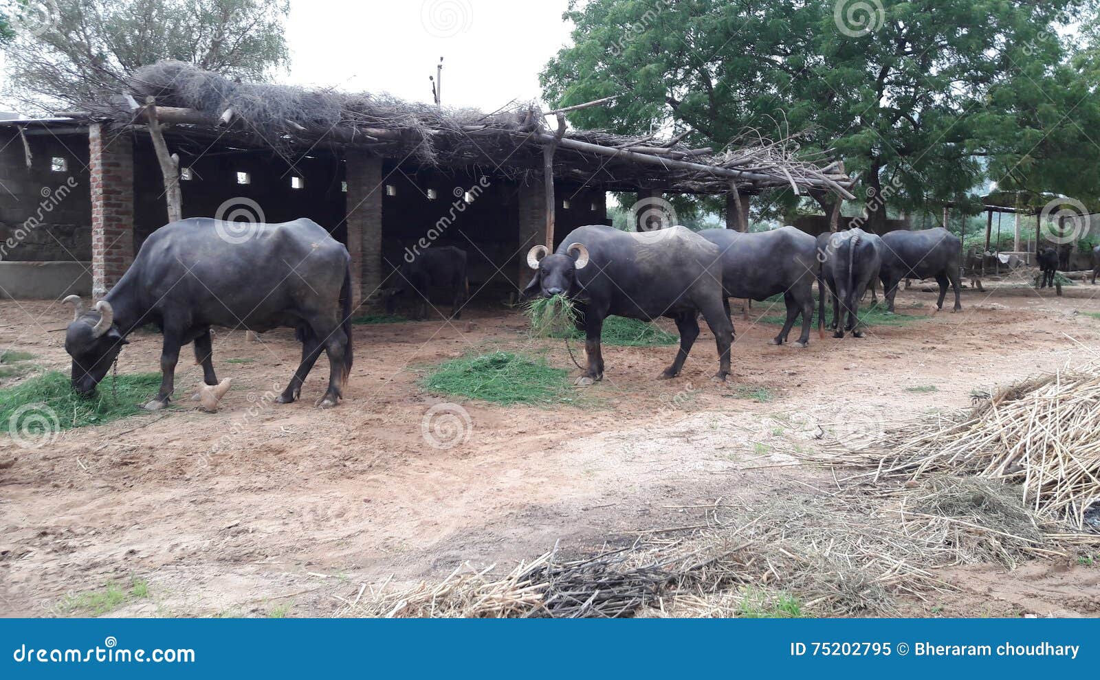 Animals stock image. Image of open, animal, arya, house 75202795