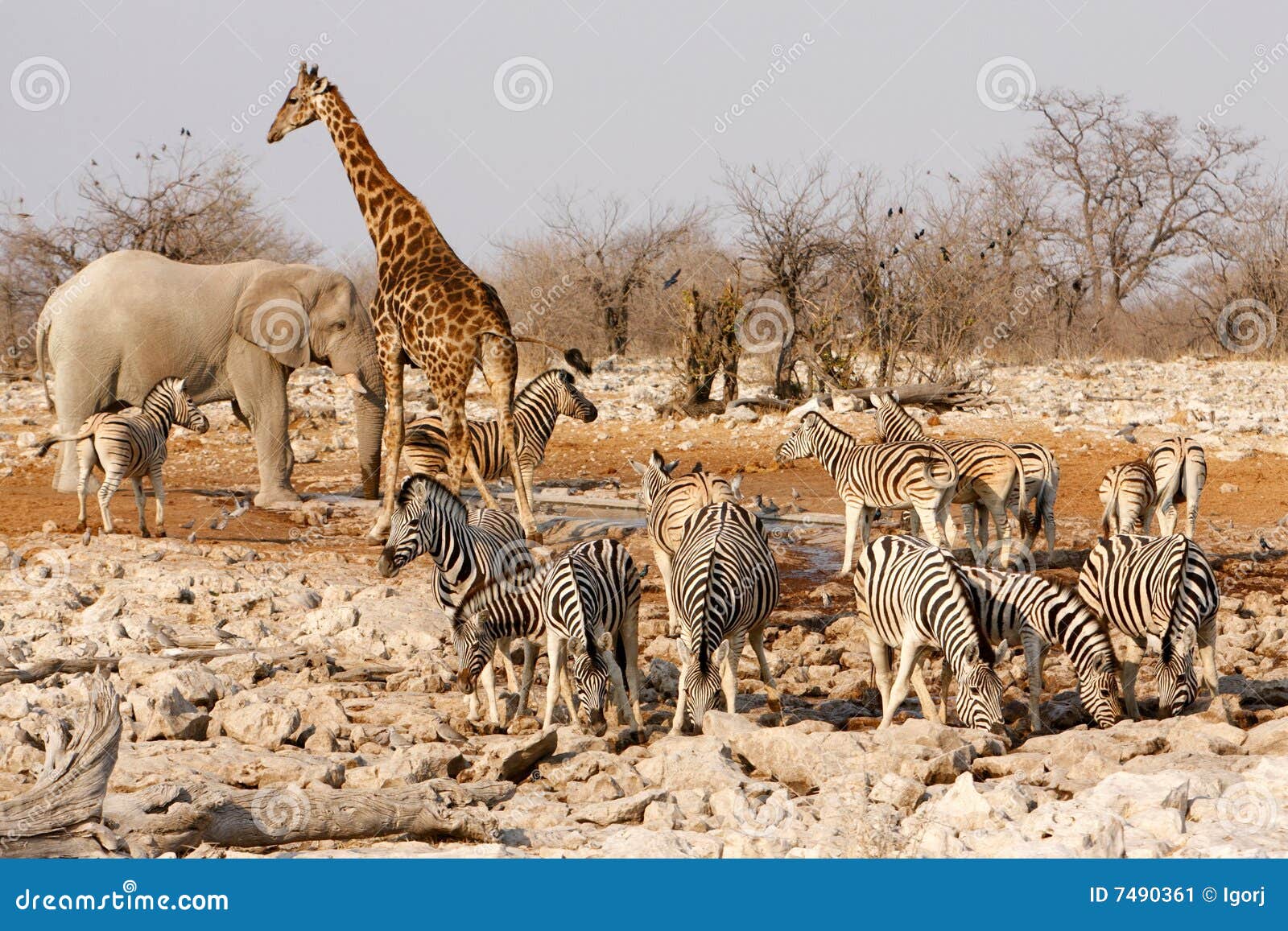 animals around a water hole