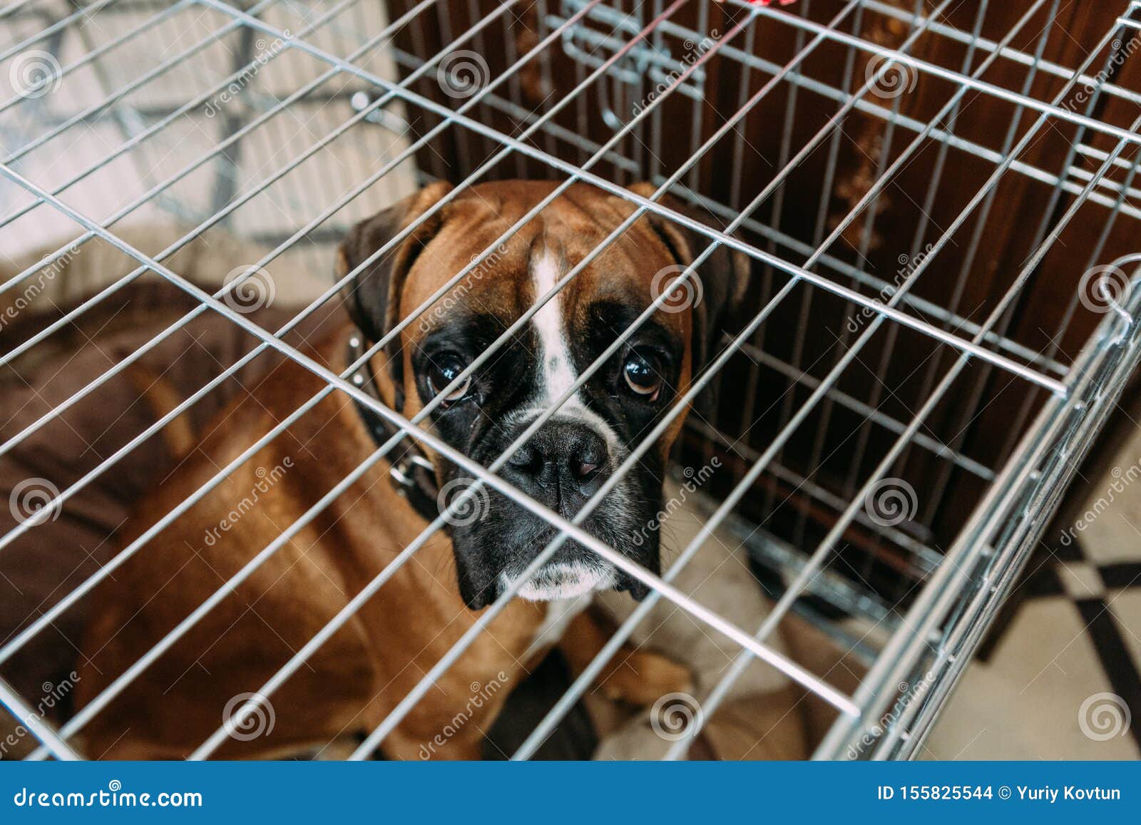 Animals Bulldog Cage Transportation Travel Temporary Stock