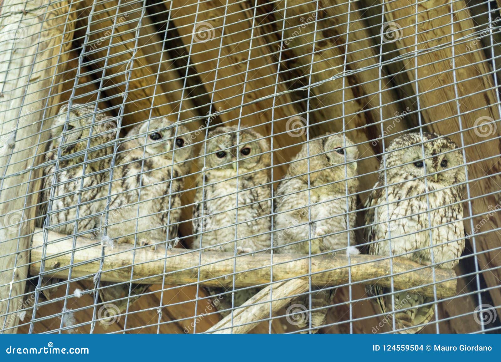 Animals in Cages at the Zoo Stock Photo - Image of animal, tourism: 124559504 Animals in Cages at the Zoo Stock Photo - Image of animal, tourism: 124559504
