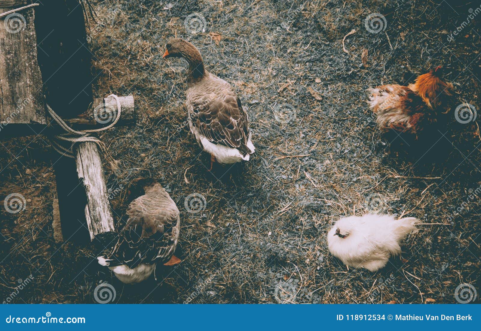 animals on a castle farm