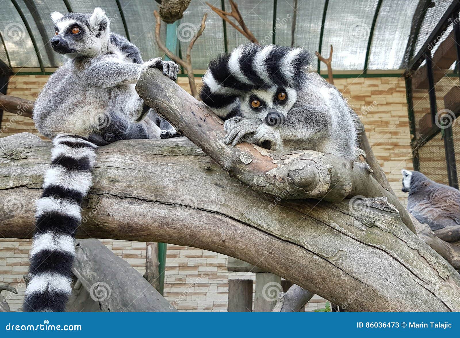 Animals stock image. Image of loveanimals, animals, cool - 86036473