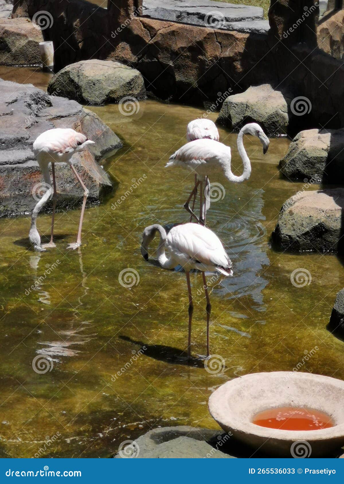 Animals are drinking water stock image. Image of animals 265536033
