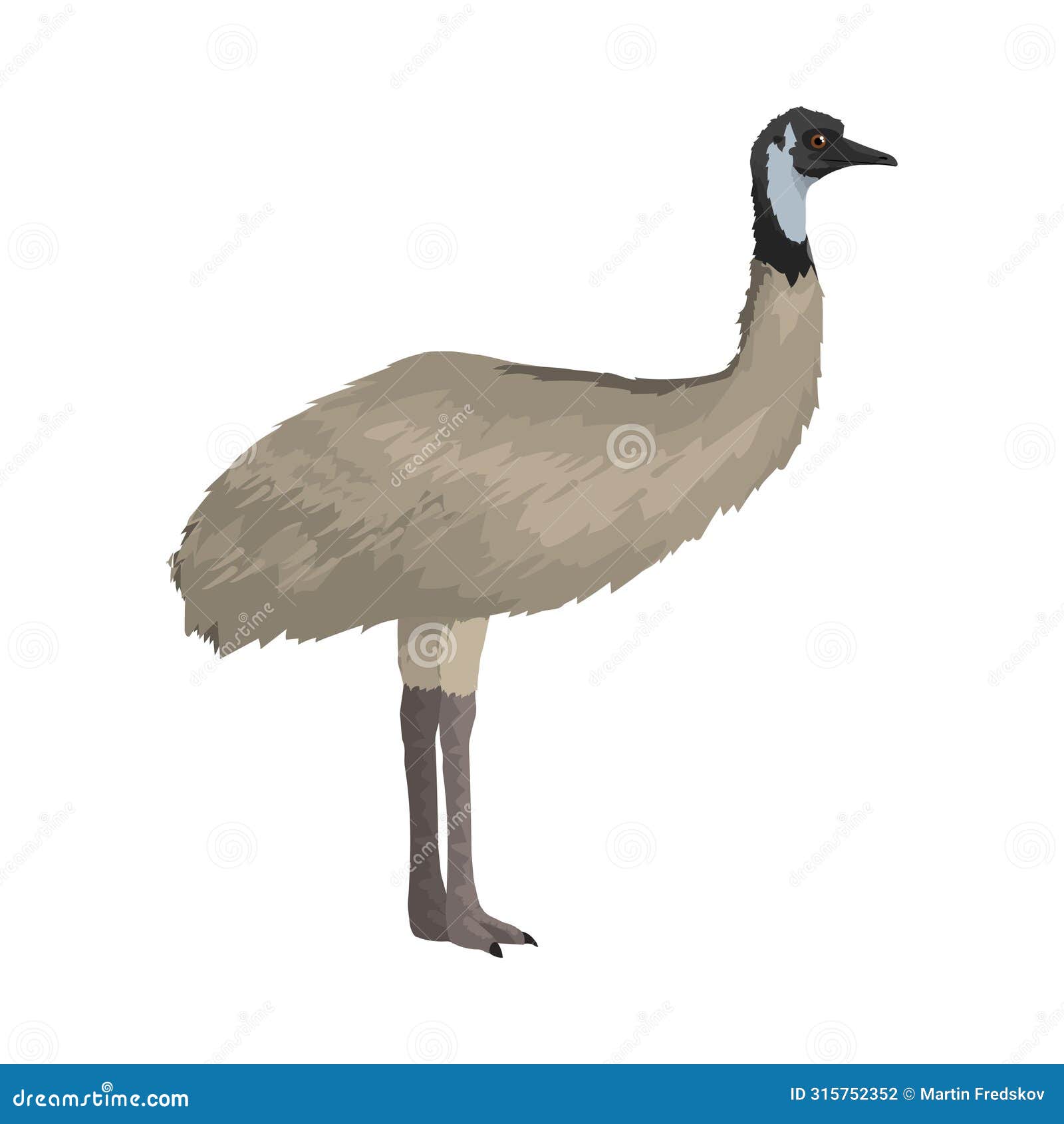 dromaius novaehollandiae - emu - lateral view