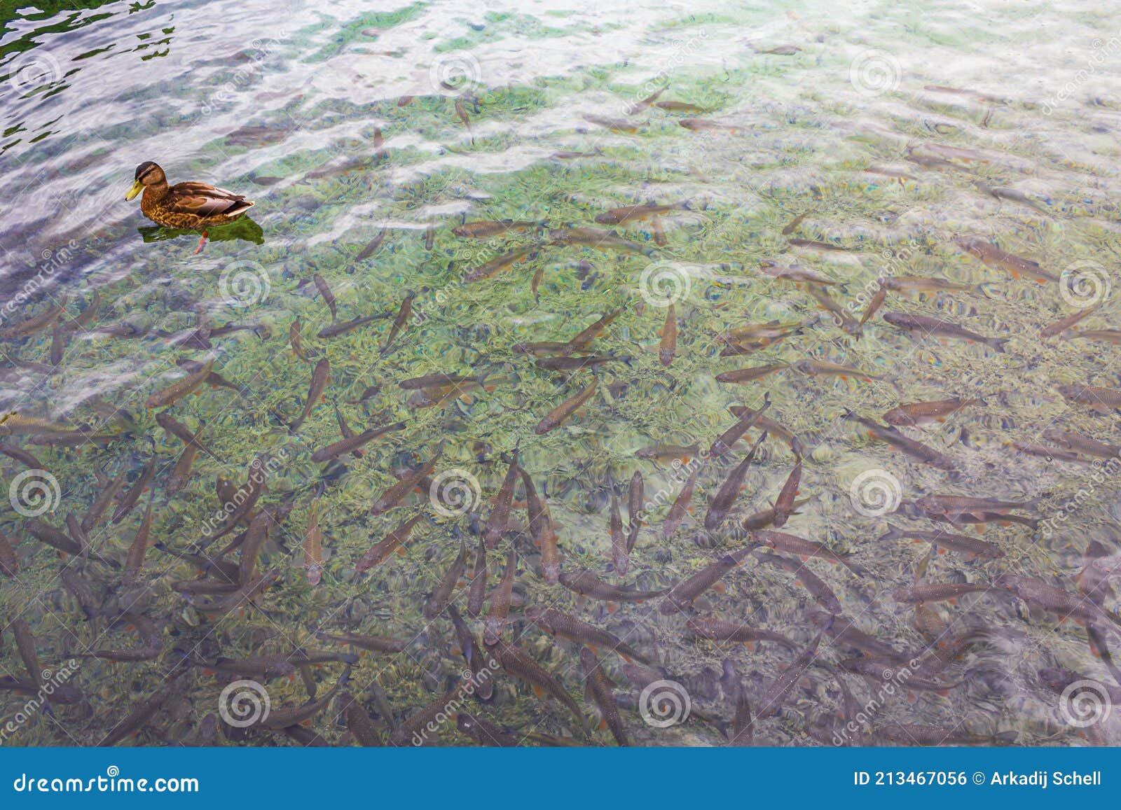 Animals Ducks Fish Turquoise Water Plitvice Lakes National Park Croatia  Stock Photo - Image of panorama, paradise: 213467056