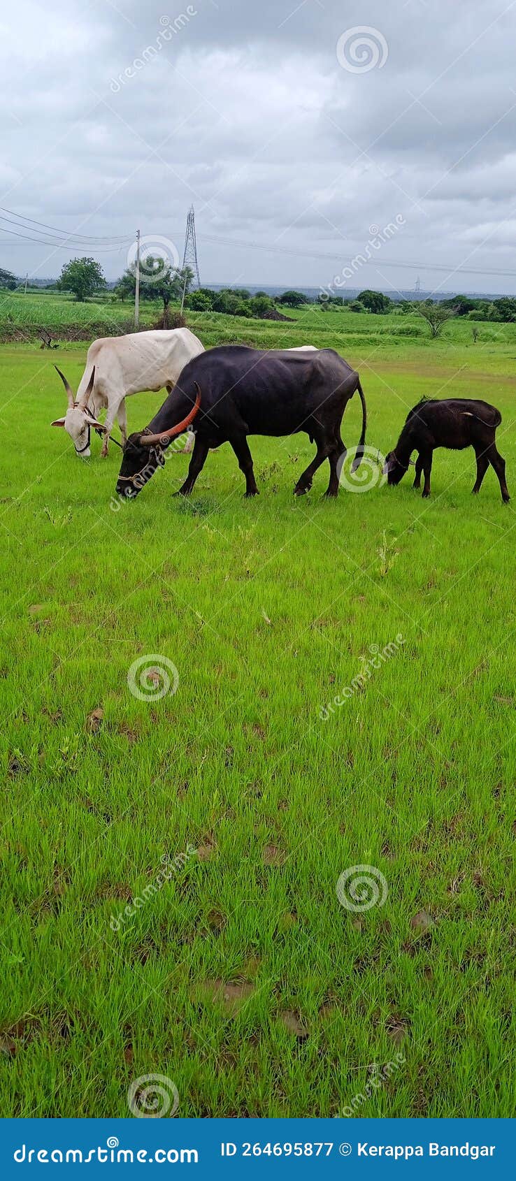 Animals eat grass stock image. Image of herd, bovine 264695877
