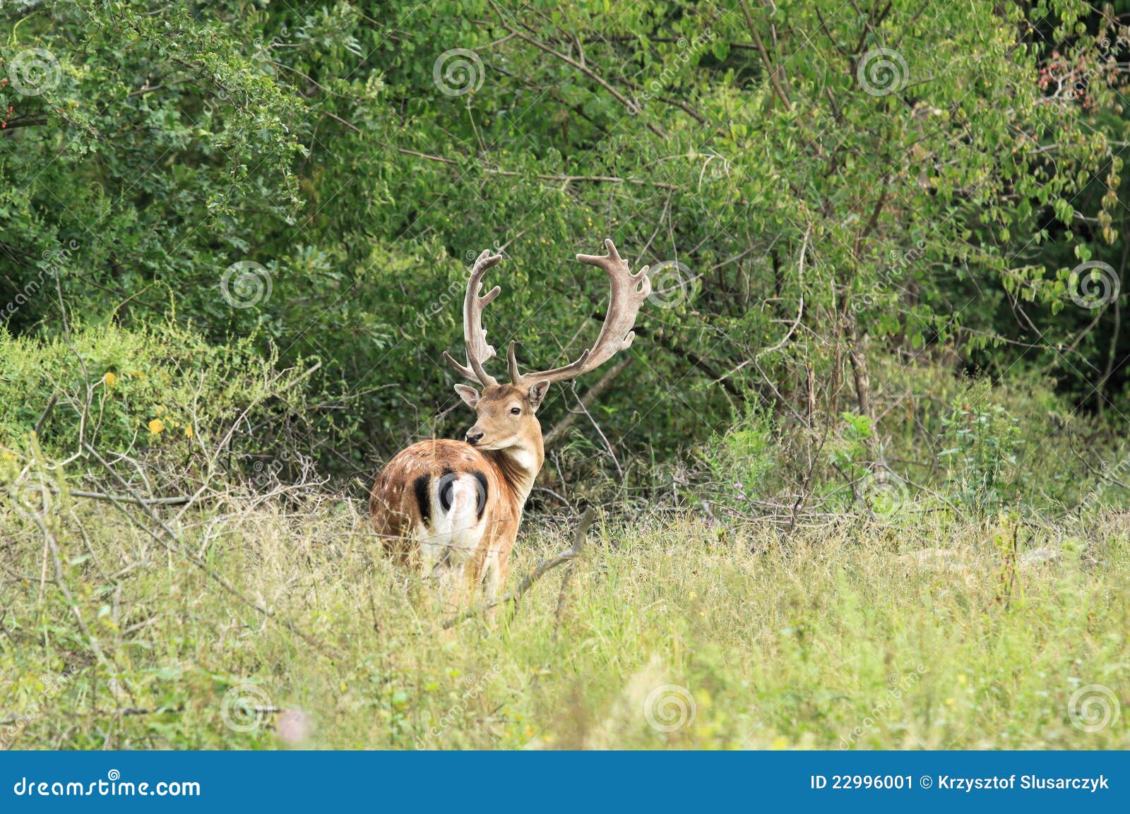 Animals in Europe stock image. Image of natura, europe 22996001