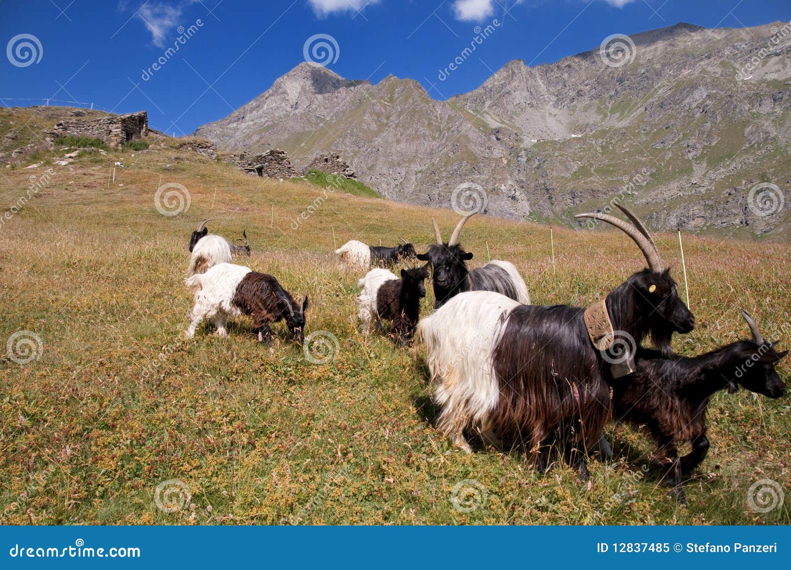 Animals in a field stock image. Image of mountain, city - 12837485