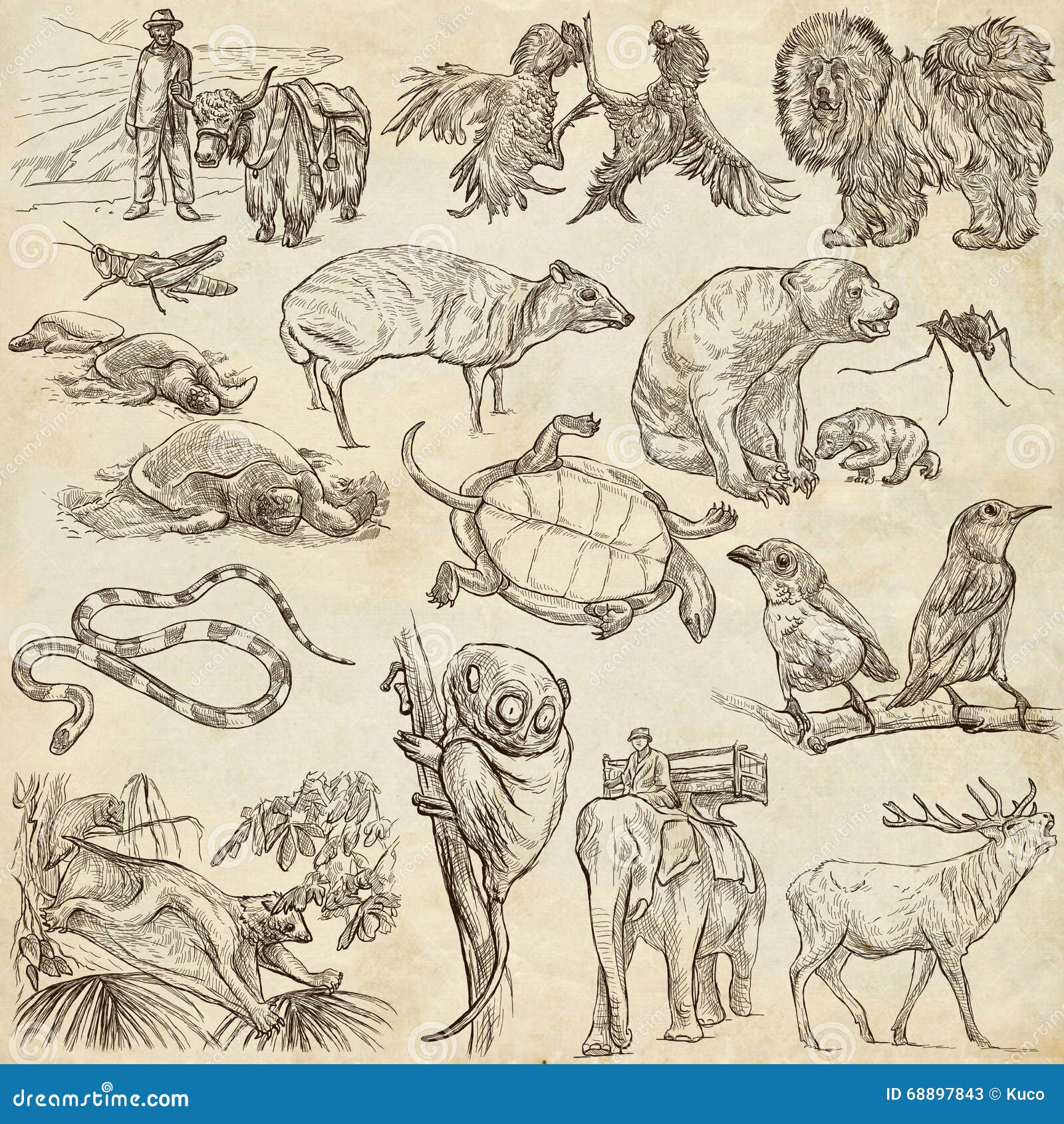 Animals, Free Full-Text