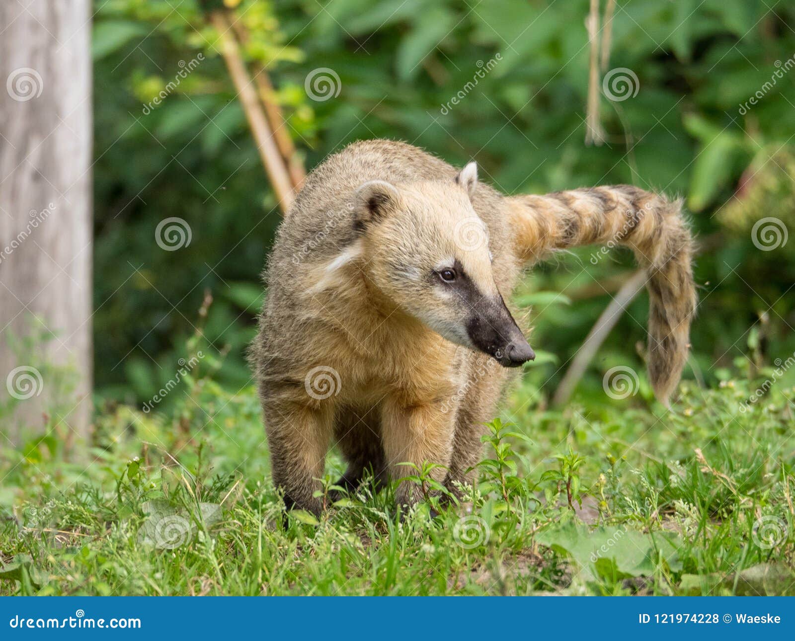 Animals in a german zoo stock photo. Image of monkey 121974228