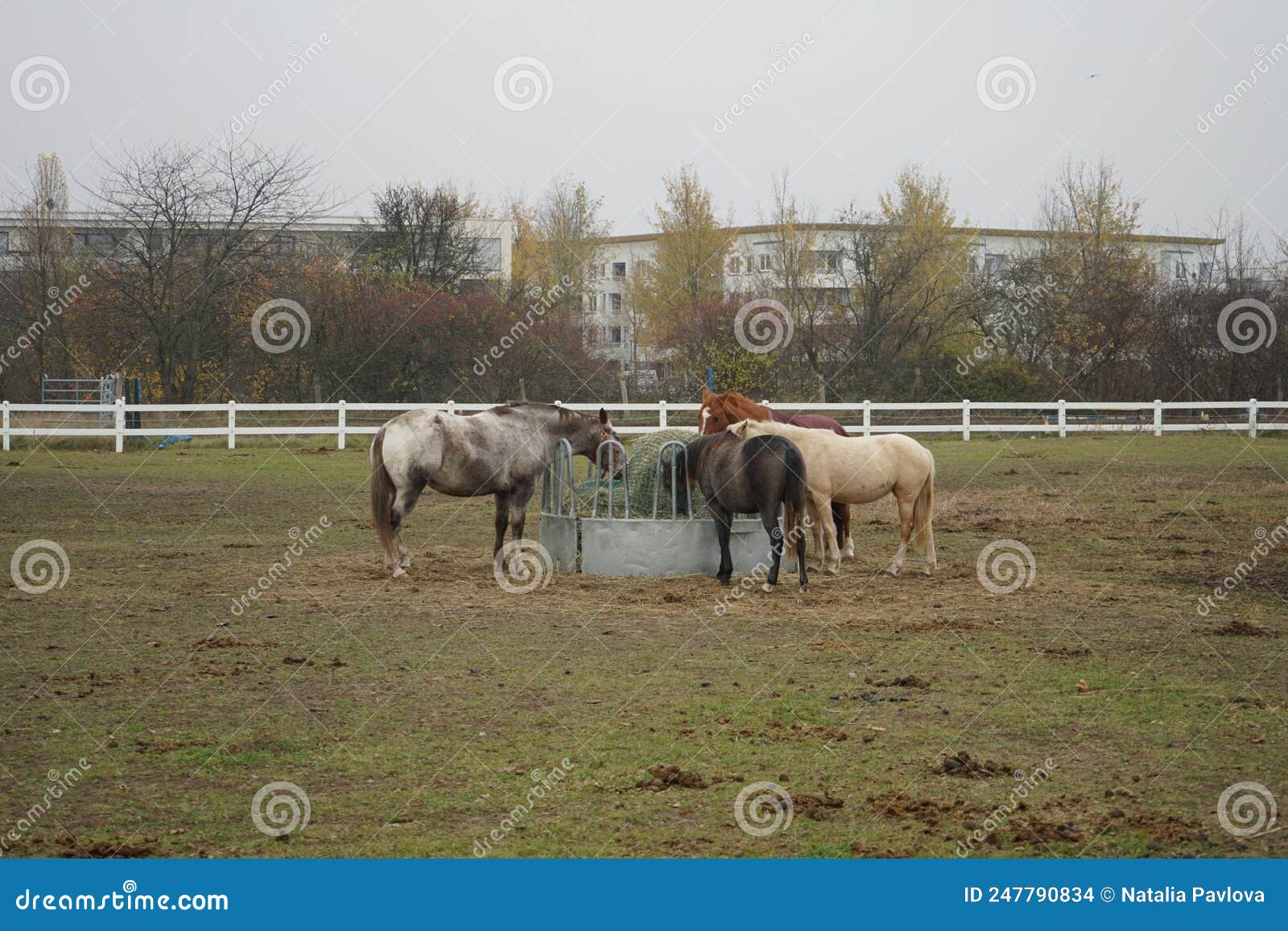 the horses gathered at the feeder with hay covered with a net so that the animals would not overeat. stadtrandhof, schoenefeld
