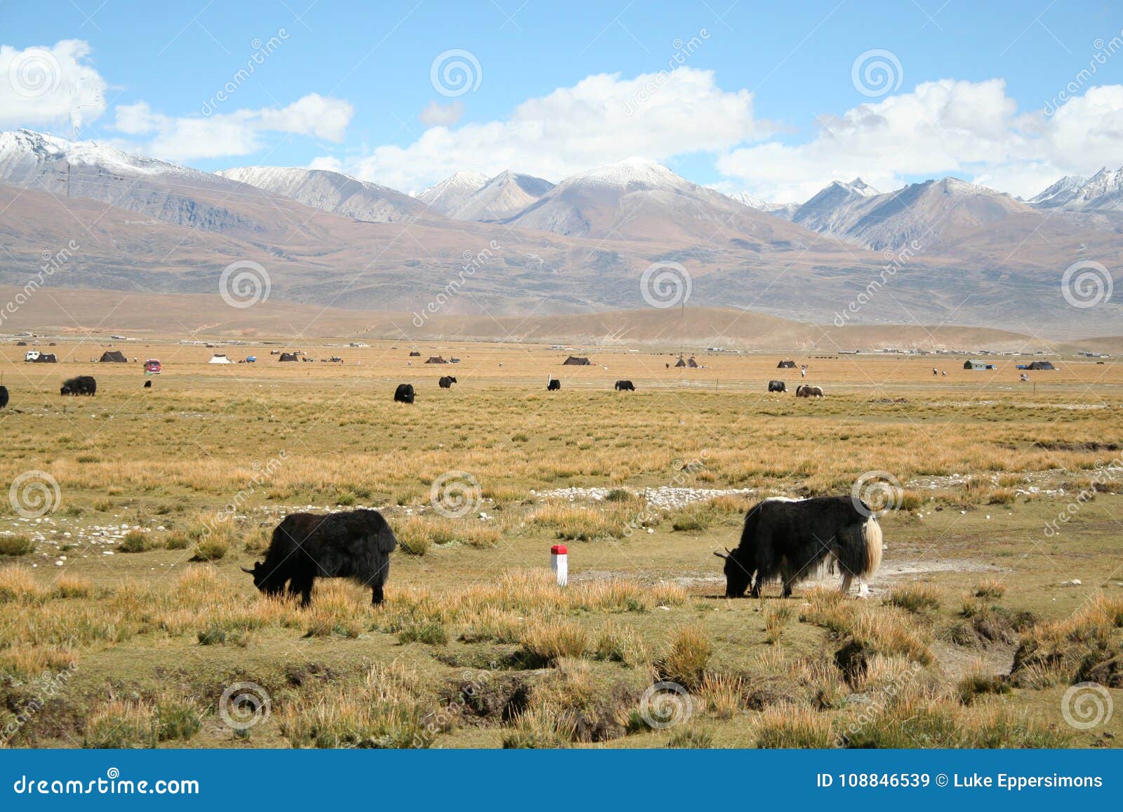 Animals Grazing in Field with Tibet Mountain Range in Background Stock Image - Image of feeding, range: 108846539 Animals Grazing in Field with Tibet Mountain Range in Background Stock Image - Image of feeding, range: 108846539