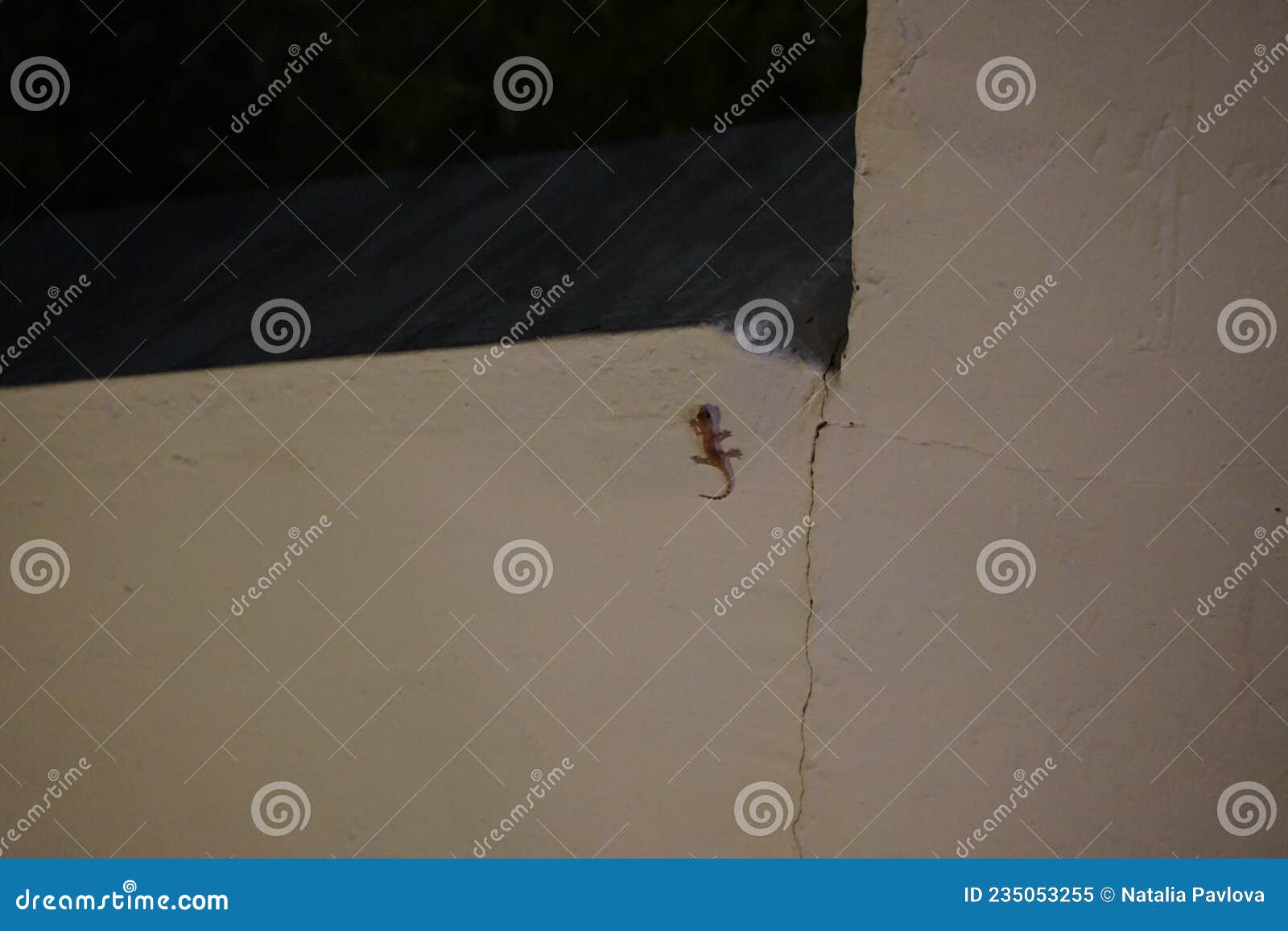 Agile Lizard on the Wall in the Evening. Kolympia, Rhodes, Greece Stock ...