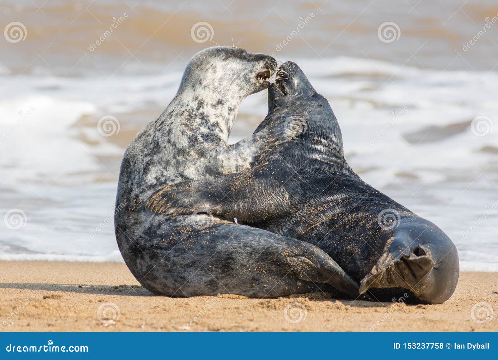 Animals in Love. Seal Lovers Having Sex on the Beach Stock Photo - Image of  meme, copulation: 153237758