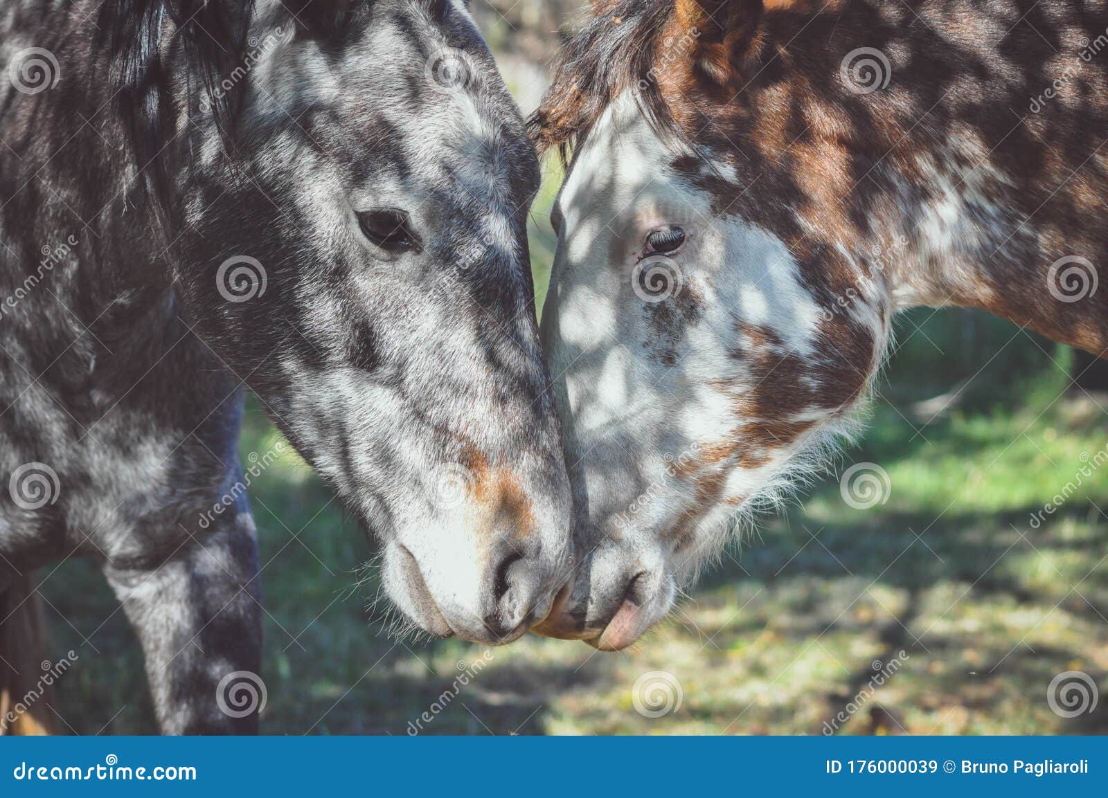 animals in love