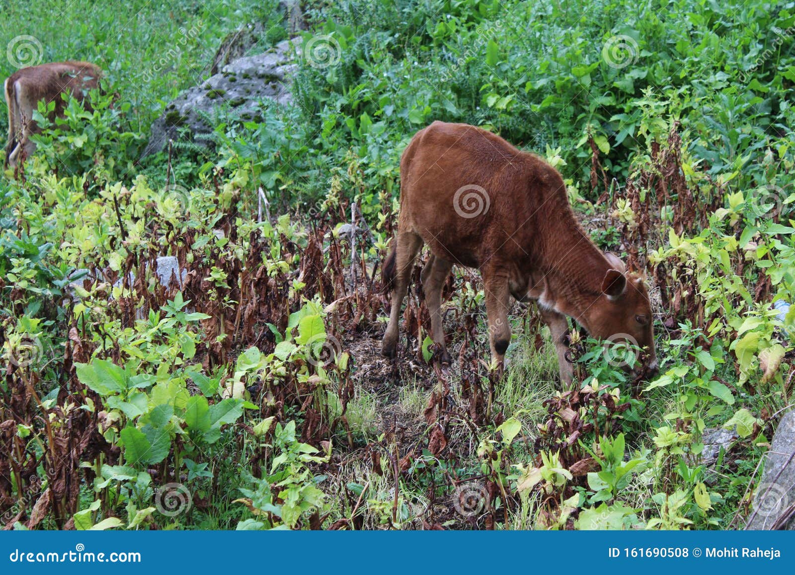 Animals in the Midst of Nature, Parvati Valley, Himanchal Pradesh Stock  Photo - Image of flowers, lord: 161690508