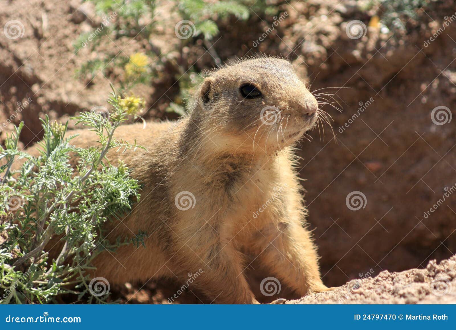 Animals of New Mexico stock photo. Image of squirrel 24797470