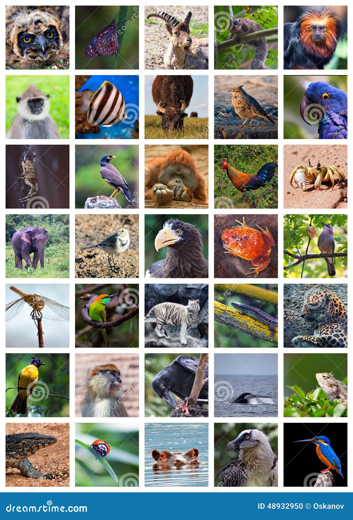 Animals od the world stock photo. Image of eater, beasts