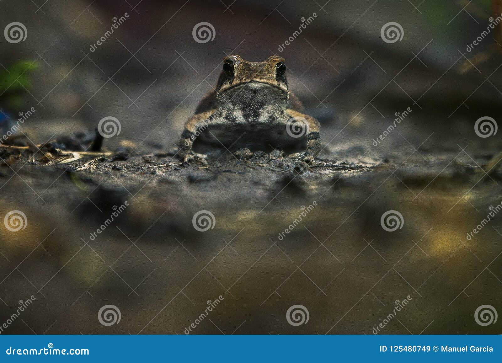 Frog stock image. Image of animals, jump, green, frog - 125480749