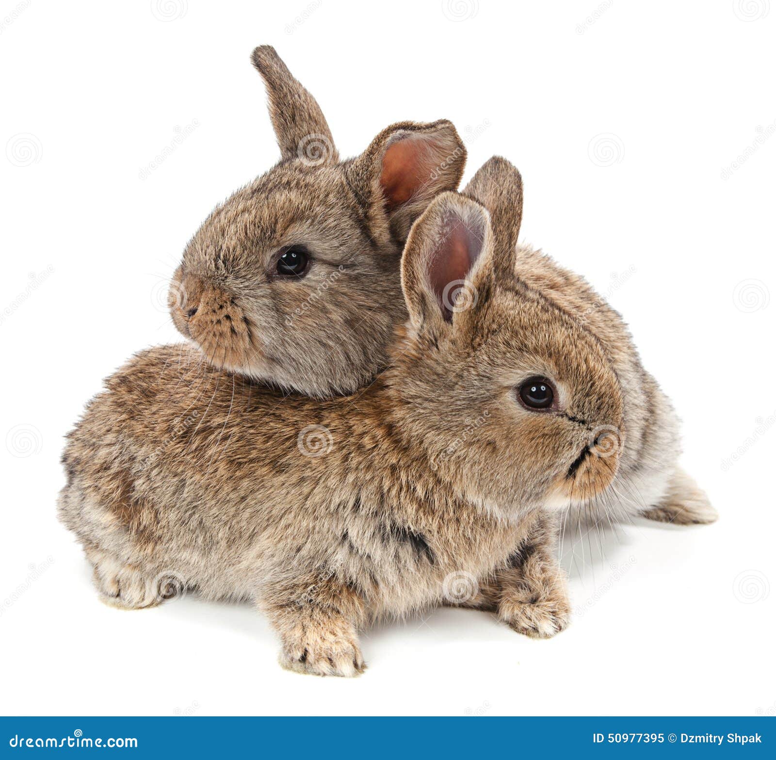 Animals. Rabbit Isolated on a White Background Stock Image Image of