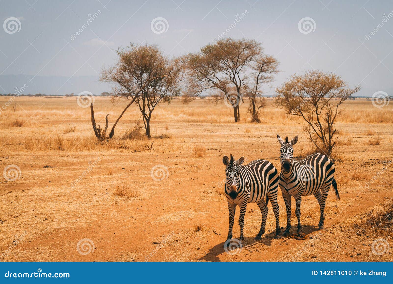 Animals on Safari in Tanzania Stock Photo - Image of blue, drought: 142811010 Animals on Safari in Tanzania Stock Photo - Image of blue, drought: 142811010