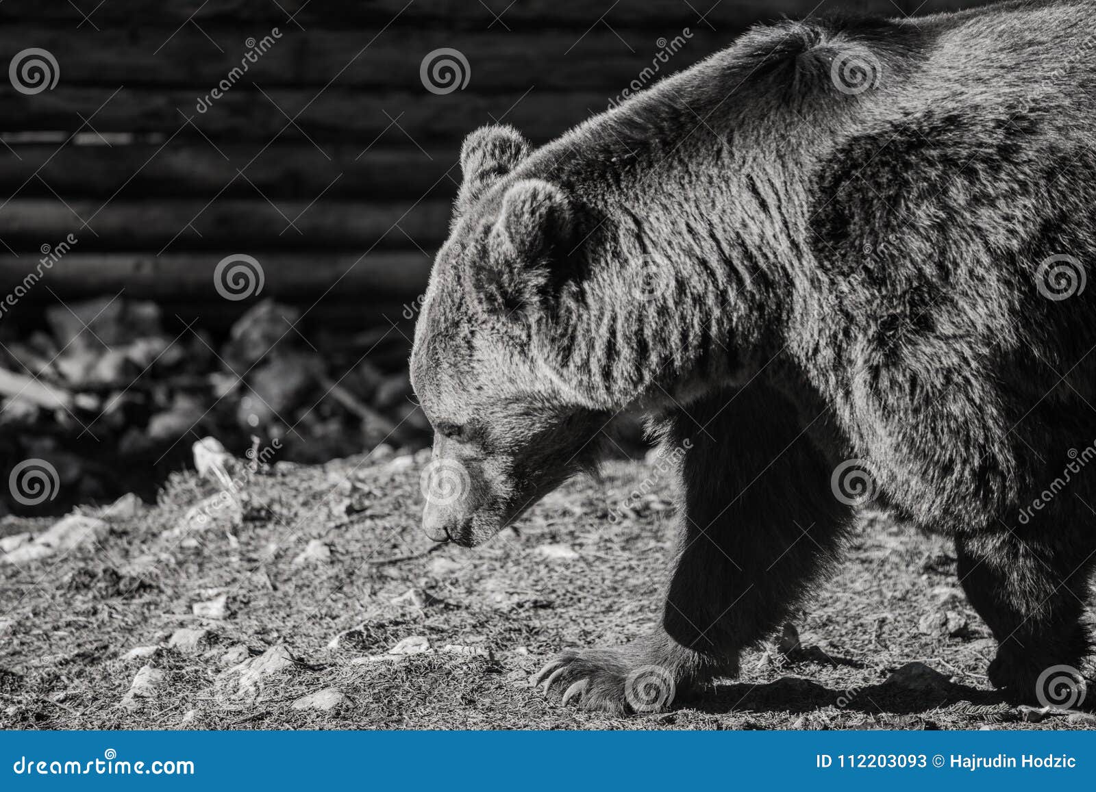 Animals in Search of Food, the Bear Prepares for Its Deep Winter Stock Image - Image of animals, single: 112203093 Animals in Search of Food, the Bear Prepares for Its Deep Winter Stock Image - Image of animals, single: 112203093