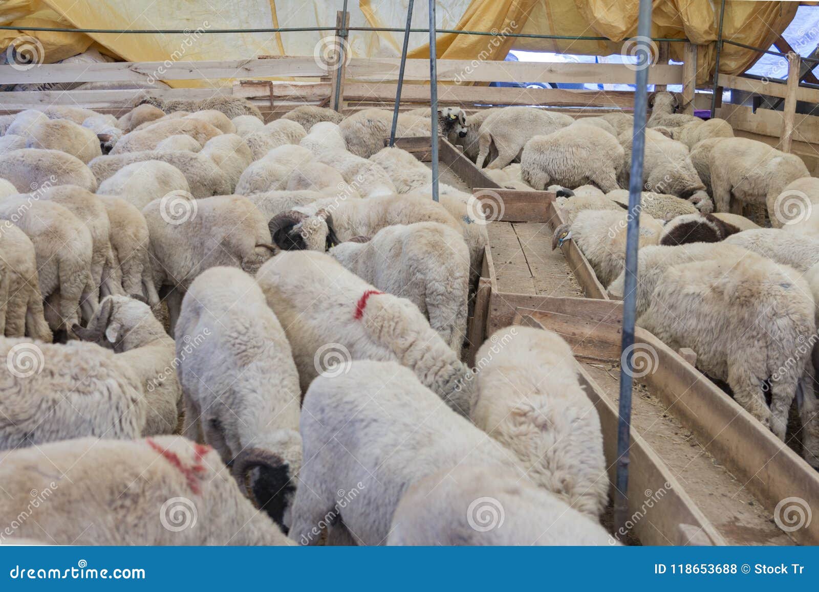 animals sold for sacrifice - turkish kurban bayrami