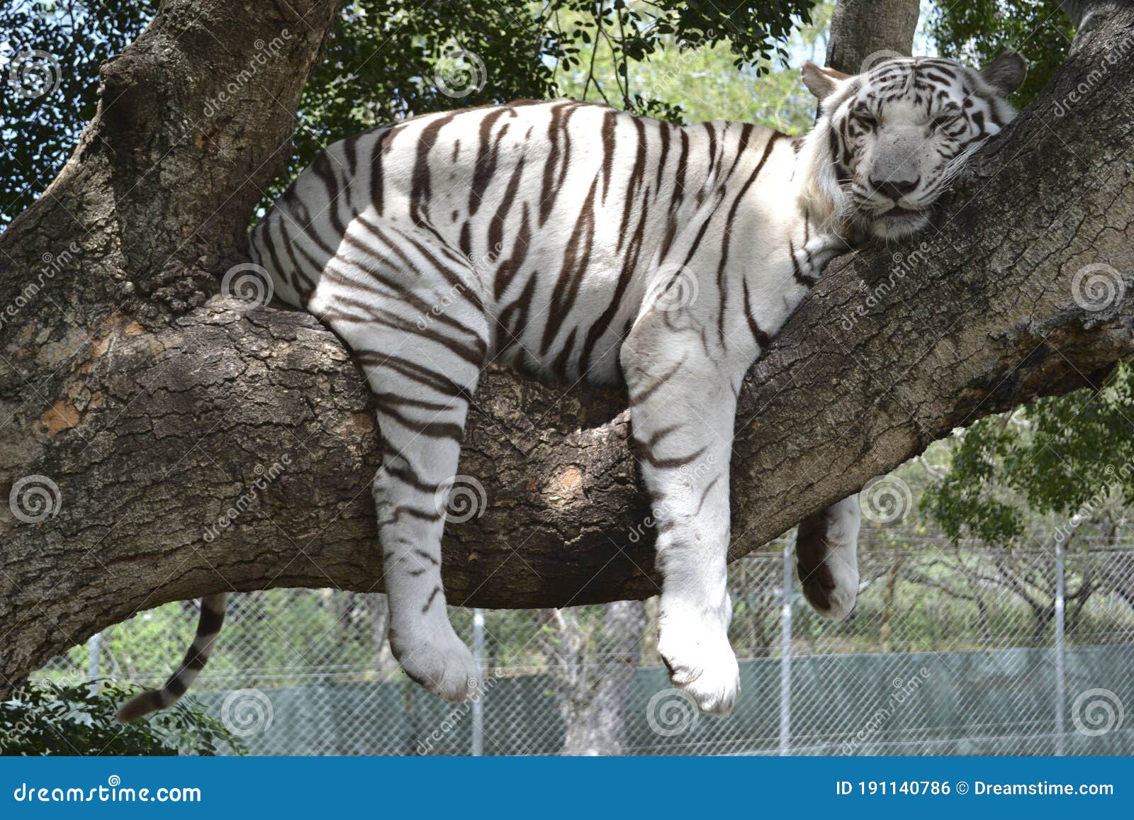 Animals. Tigers. Mauritius Island. Zoo Editorial Photo - Image of island,  cruise: 191140786